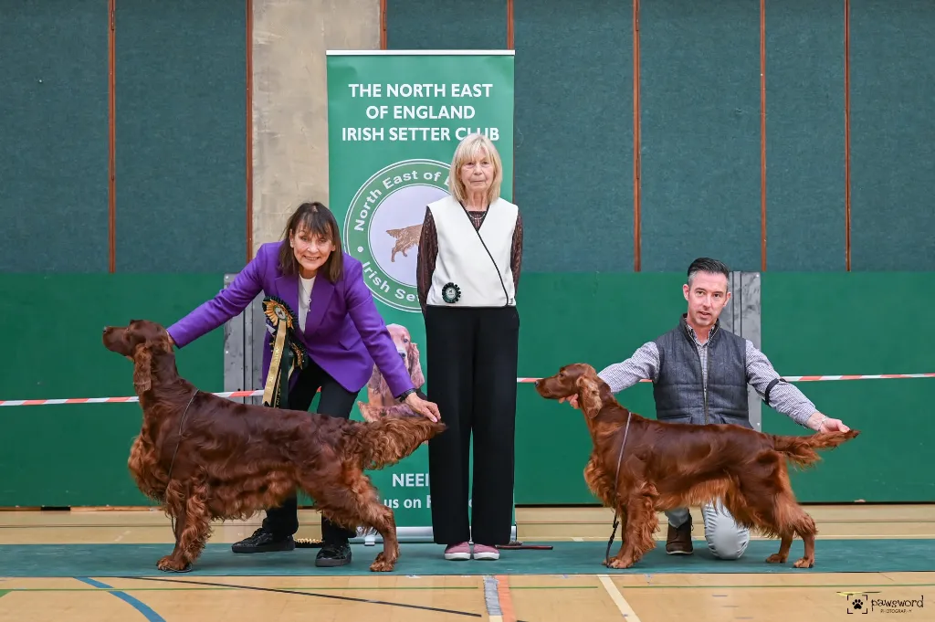 BIS & RBIS SH CH BARDONHILL MILLION TO ONE and SH CH QUENSHA JOKER & THE QUEEN