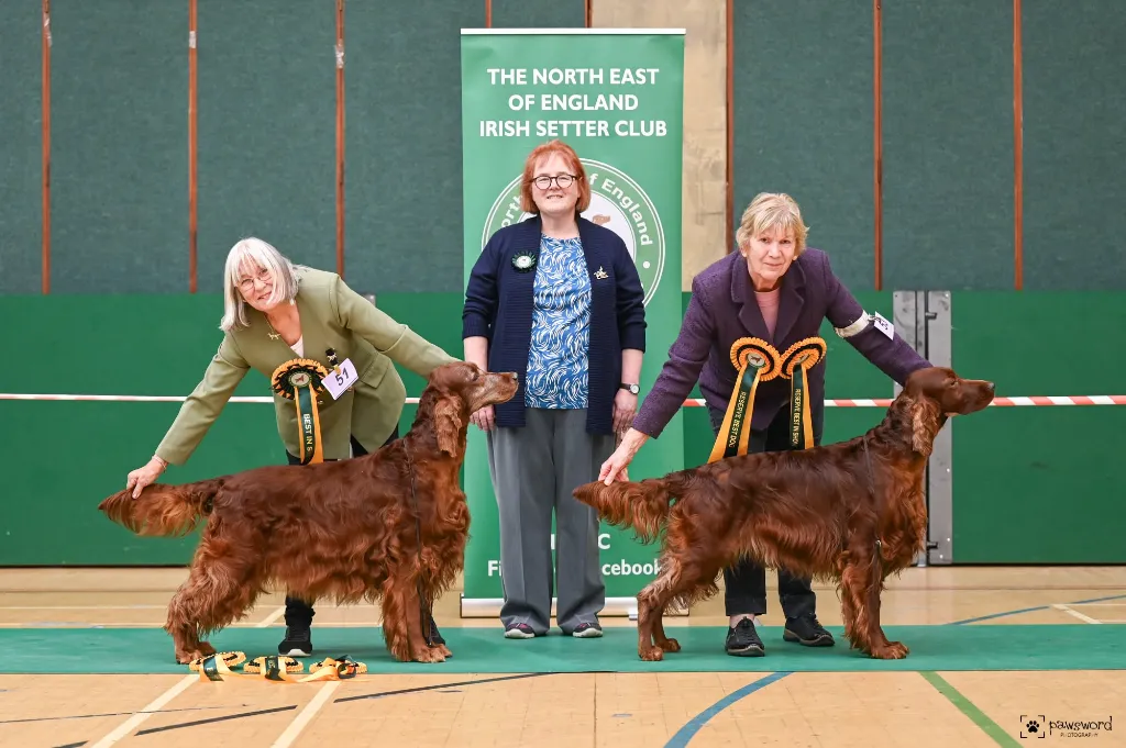 BIS & RBIS SH CH LYNWOOD HOCUS POCUS AT SETTESOLI JW & BARDONHILL THAT'S ALL RIGHT AT DELSANTO